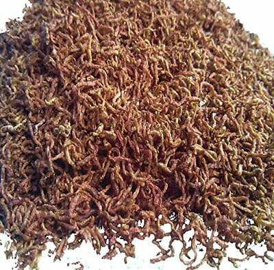 Bloodworms, Grade  "a"  Clean Fresh Freeze Dried Bloodworms